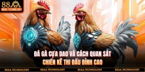 Đá gà cựa dao